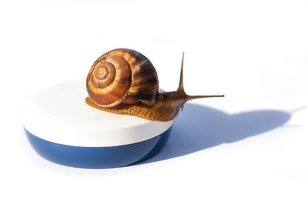 Große braune Schnecke auf einem Glas Gesichtscreme, auf einem weißen Hintergrund. Hautpflege.