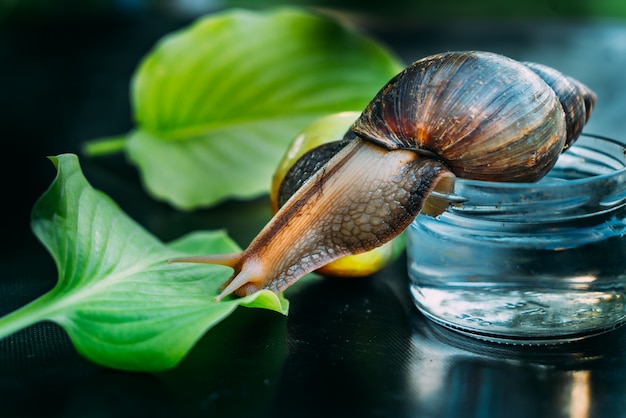 Große braune Schnecke kriecht vom Glas Wasser zum grünen Blatt auf dem Tisch im Raum. Nahansicht