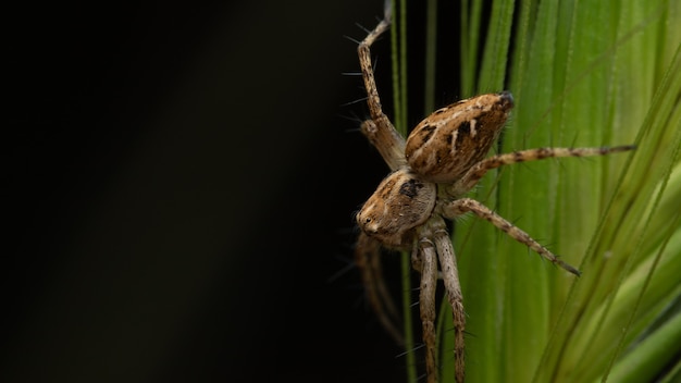 Große braune Spinne, die eine Pflanze in einem Wald mit unscharfem Hintergrund hinuntergeht