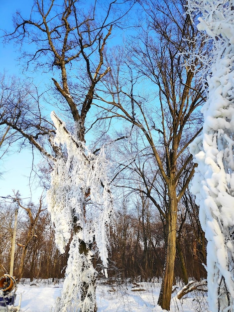 Große breite Bäume krönen Äste, die mit Schneeeis mit blauem Himmel im Hintergrund bedeckt sind Winternatur frostige Waldlandschaft kaltes Wetter