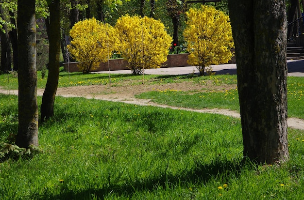 Große Büsche aus gelbem Forsythien-Osterbaum im Park an einem sonnigen Frühlingstag Blumenhintergrund