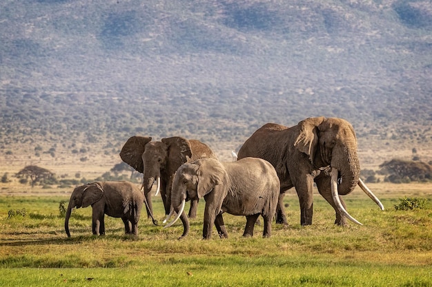 Große Elefantenfamilie in Kenia