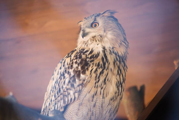 große Eule Nahaufnahme schöner Vogel