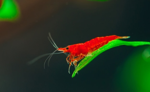 Große Feuerrot- oder Kirschzwerggarnele im Süßwasseraquarium