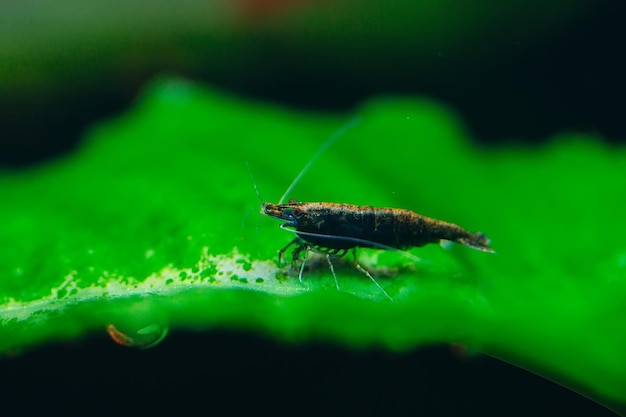 Große feuerrote oder kirschrote Zwerggarnele mit grünem Hintergrund im Süßwasseraquarium.