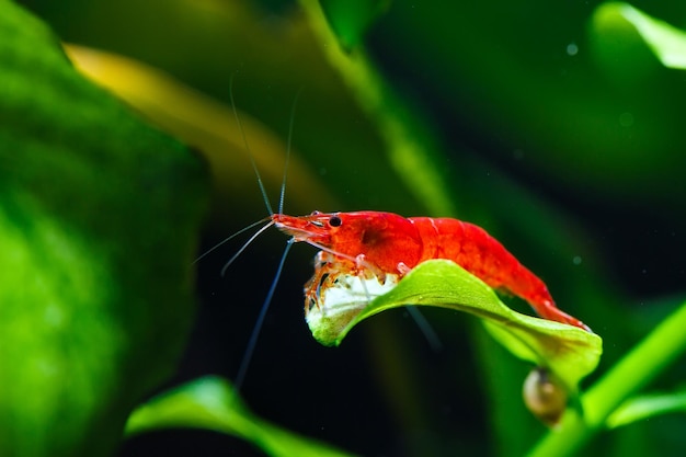 Große feuerrote oder kirschrote Zwerggarnelen mit grünem Hintergrund im Süßwasseraquarium