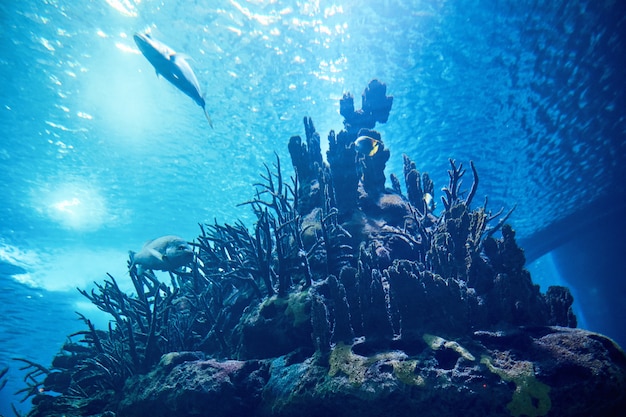 Große Fische im blauen Wasser