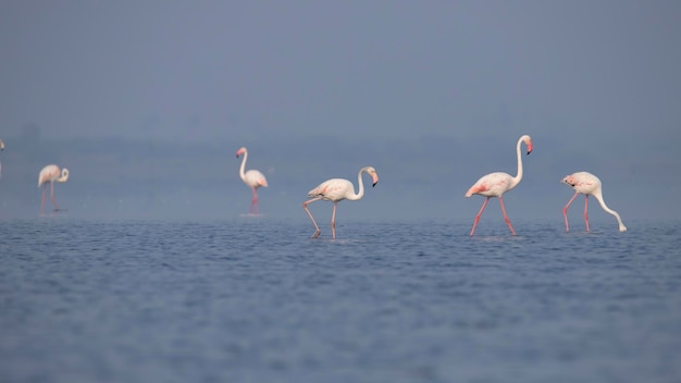 Große Flamingos oder Flamingos auf dem See auf der Suche nach Nahrung