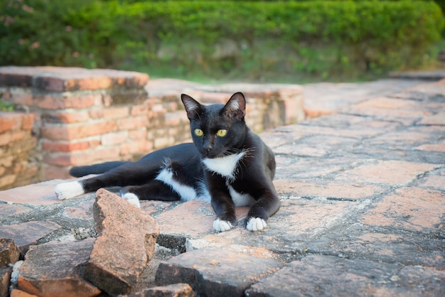 Große flaumige schwarze Katze, die auf dem warmen Steinweg liegt