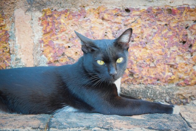 Große flaumige schwarze Katze, die auf dem warmen Steinweg liegt