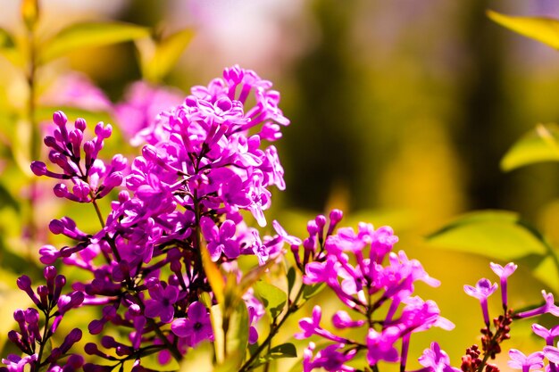 Große Fliederzweigblüte Helle Blüten des Frühlingsfliederstrauchs Lila Flieder-Frühlingsblumen schließen sich an