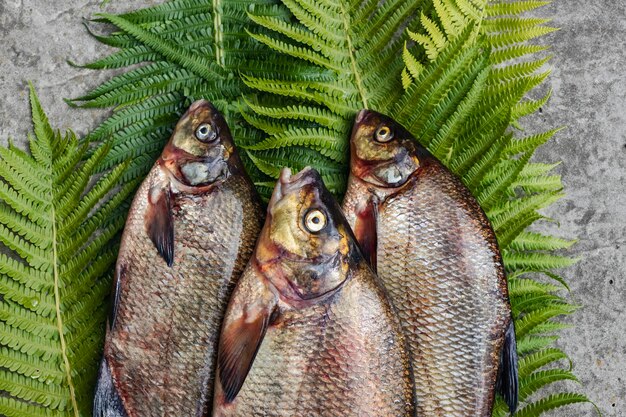 Große frische Brachsen Frisch gefangener Flussfisch Große schmackhafte Fischnahaufnahme
