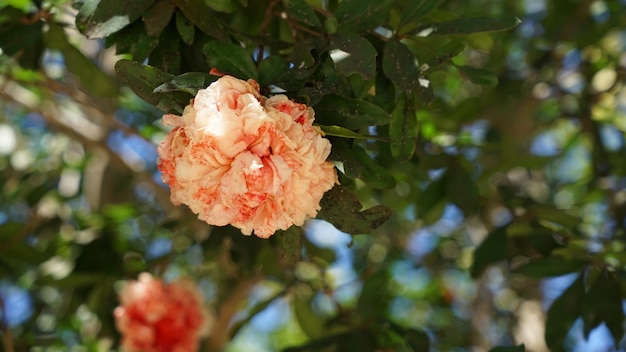 Große frische Kamelienblume auf einem Baum