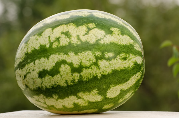 Große ganze Wassermelone