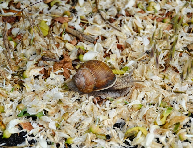 Große Gartenschnecke im Schneckenhaus kriecht auf nasser Straße und eilt nach Hause