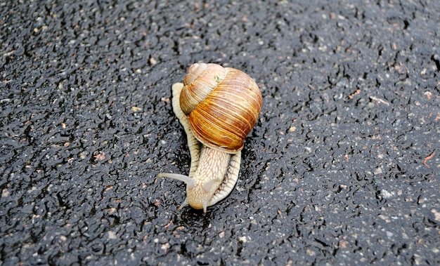 Große Gartenschnecke im Schneckenhaus kriecht auf nasser Straße und eilt nach Hause