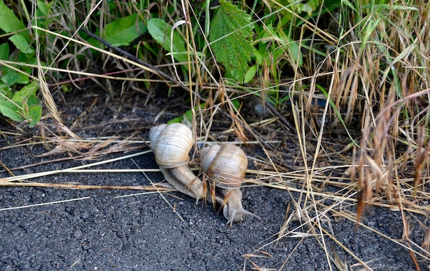 Große Gartenschnecke im Schneckenhaus kriecht auf nasser Straße und eilt nach Hause