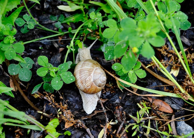 Große Gartenschnecke im Schneckenhaus kriecht auf nasser Straße und eilt nach Hause