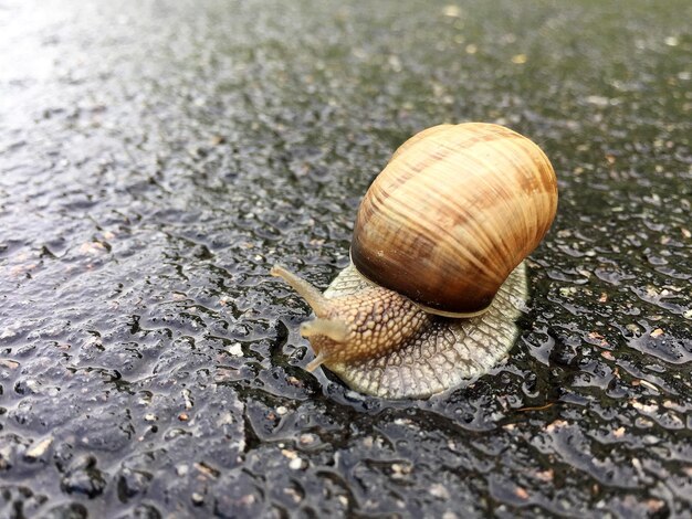 Große Gartenschnecke im Schneckenhaus kriecht auf nasser Straße und eilt nach Hause