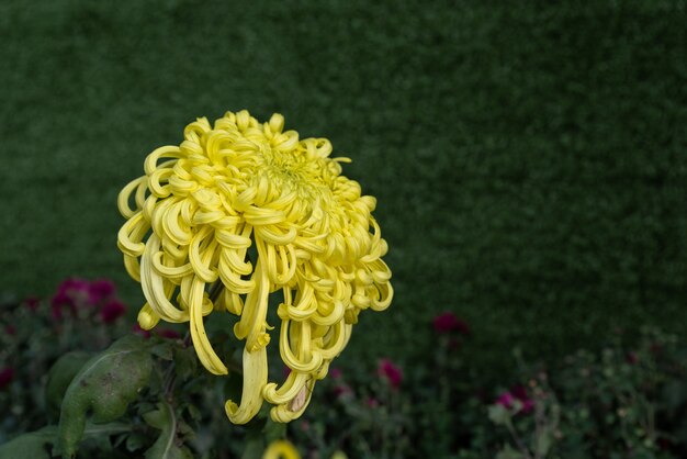 Große gelbe Chrysanthemen im Park