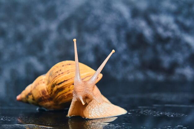 Große gelbe lebende Schnecke auf einer glatten schwarzen Oberfläche vor einem dunklen Hintergrund