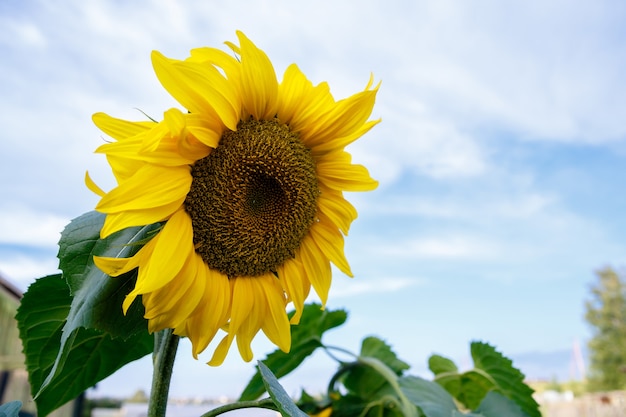 Große gelbe Sonnenblume gegen Hintergrund des Sommerhimmels auf einer Farm