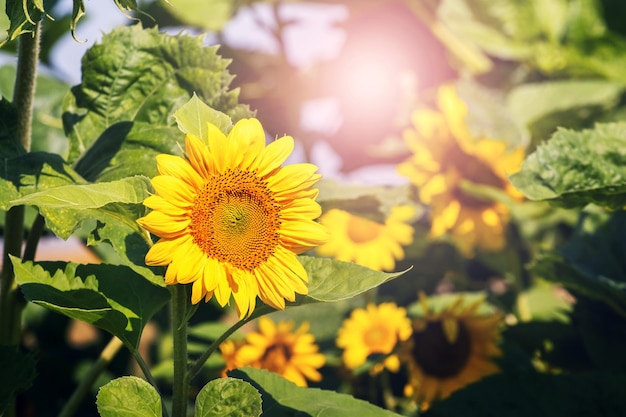 Große gelbe Sonnenblumen auf dem Feld an einem sonnigen Tag