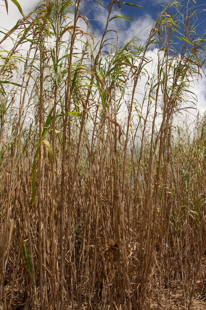 Große geschnittene Grasplantage an sonnigen Tagen