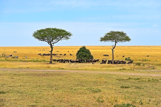 Große Gnuwanderung in der afrikanischen Savanne