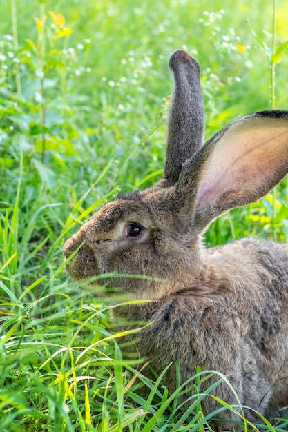 Große graue Kaninchenrasse Vander auf dem grünen Gras. Kaninchen frisst Gras. Kaninchen auf dem Bauernhof züchten