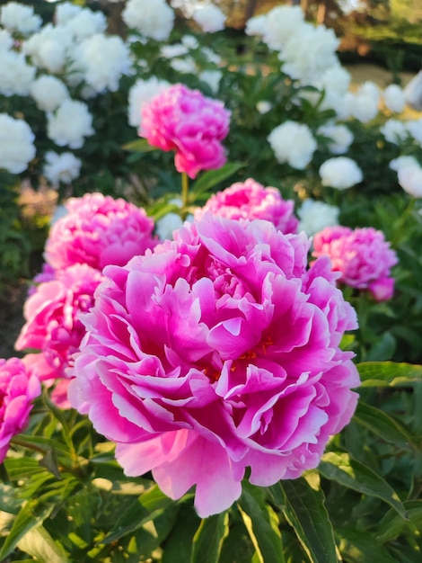 Große große Pfingstrosenblume mit großen Blütenblättern von rosa, karminrot, rot und weißem Rand