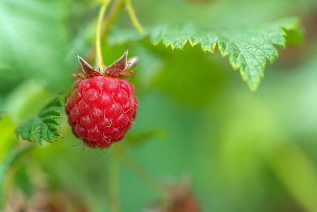 Foto große große reife himbeerbeere