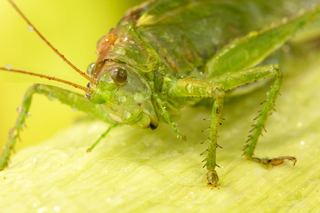 Große grüne Heuschrecke auf Blatt