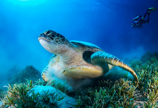 Große grüne Meeresschildkröte, die zwischen bunten Korallenriffen im dunklen klaren Wasser schwimmt. Meereslebewesen unter Wasser im blauen Ozean. Beobachtung Tierwelt. Tauchabenteuer im Roten Meer, Küste Afrikas