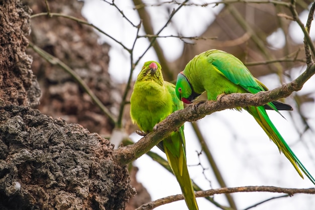 Große grüne Papageien auf einem Ast