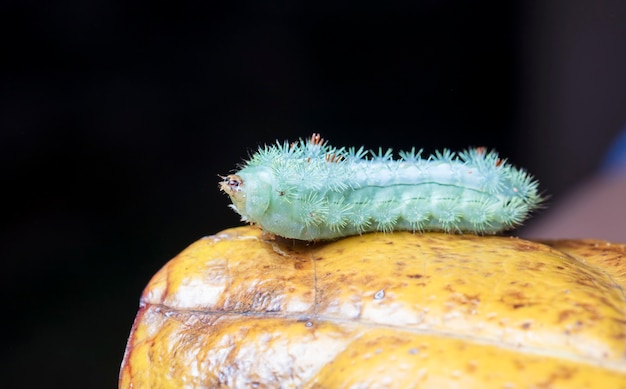 große grüne Raupe