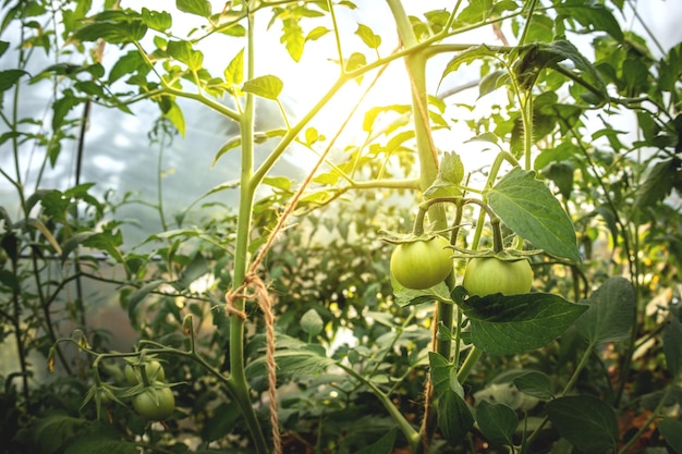 Große grüne Tomaten in einem Gewächshaus Tomaten zu Hause anbauen