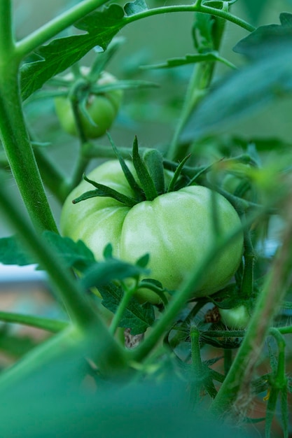 Große grüne unreife Tomate auf einem Ast. Neue Ernte. Vertikal.