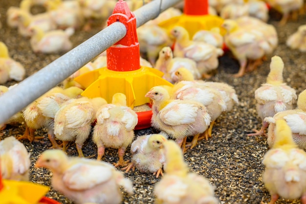 Große Gruppe frisch geschlüpfter Küken auf einer Hühnerfarm Kleine Vögel, die Getreide aus dem speziellen Feeder essen Agrargeschäftskonzept