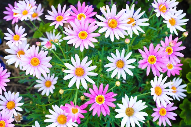 Große Gruppe Gänseblümchen in einem Garten