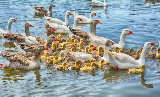 Große Gruppe von Enten und Küken, die im Fluss schwimmen. Wildes Leben