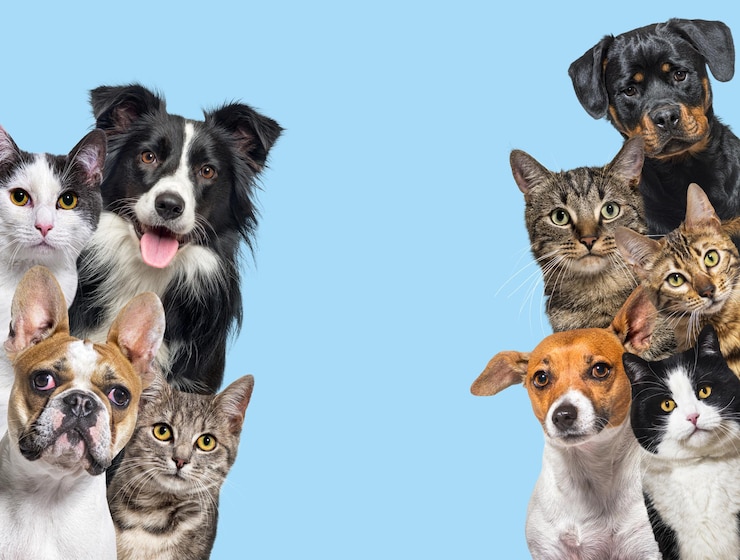 Foto große gruppe von katzen und hunden, die auf blauem hintergrund in die kamera schauen