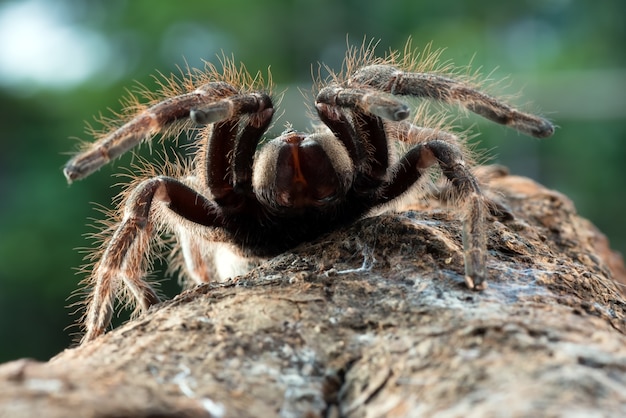 Große gruselige Vogelspinne bereit zum Angriff