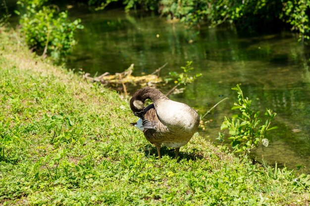 Große Hausgans auf grünem Gras am Fluss