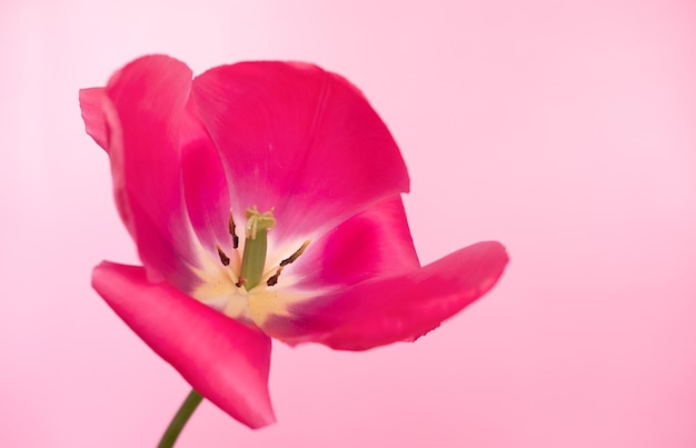 Große helle rote Blume Tulpe Nahaufnahme Selektiver Fokus Frühling oder Sommer-Konzept Frühlingshintergrund Gruß festliche Karte Gesundheit der Frau