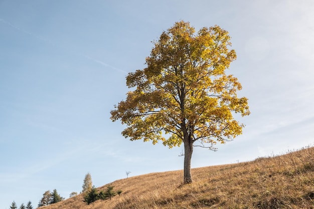 Große Herbsteiche im Hochland der Karpaten in der Ukraine