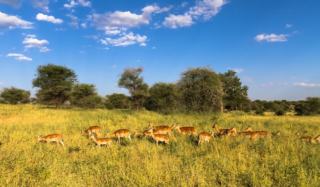 Große Herde von Impalas. Tarangire, Tansania