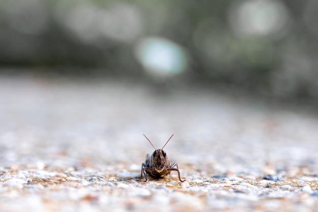 Große Heuschrecke wärmt sich in der Morgensonne auf Asphalt auf