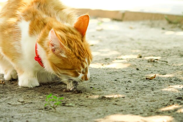 große Ingwerkatze frisst eine Maus im Hinterhof