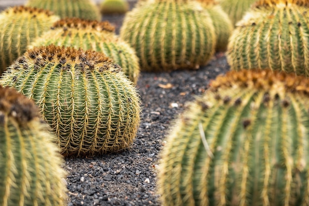 Große Kakteen auf der Insel Teneriffa. Kanarische Inseln